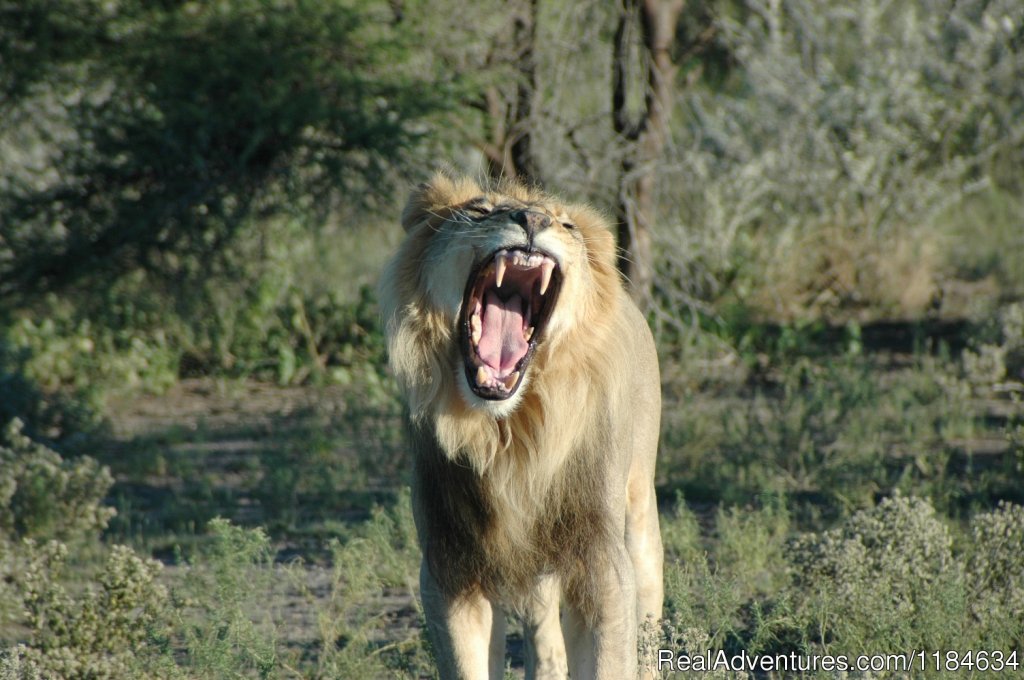 Africa Adventure Consultants | Image #5/9 | 