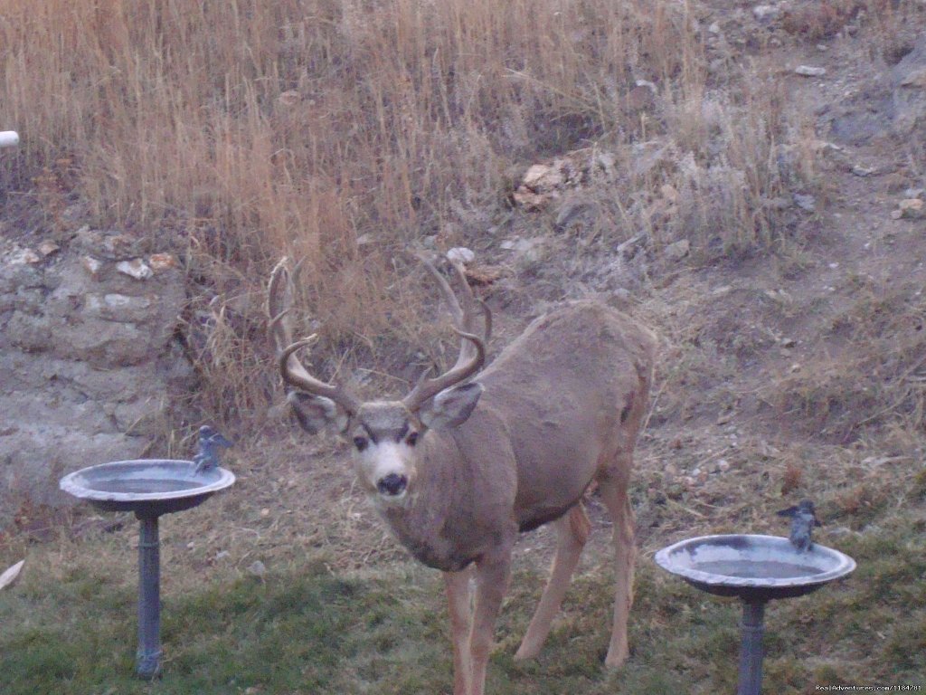 Enjoy Viewing Some Wildlife Right From The Deck | Mt Evans Cabin, Hot Springs & Historic Town | Image #11/24 | 