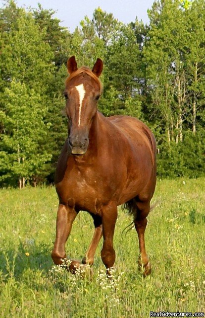 Horseback Riding, Trail Riding