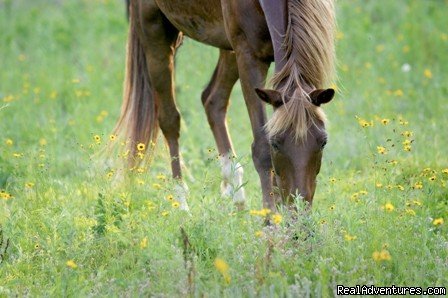 Horseback riding and trail riding | Shangrila Guest Ranch, VA - NC Horseback Riding | Image #3/7 | 