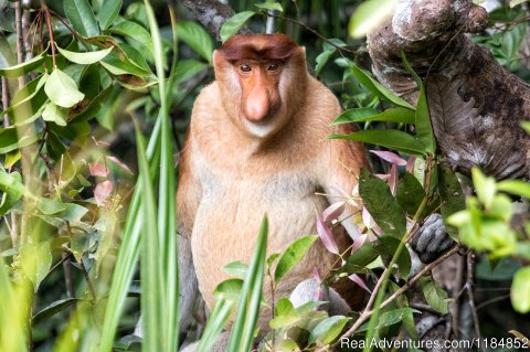 Proboscis Monkey