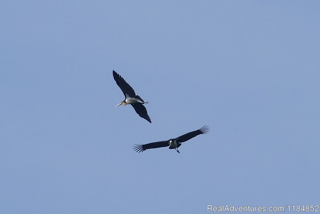 Lesser Adjutant Birds | Orangutan River Cruises | Image #15/18 | 