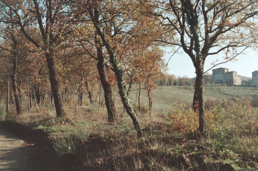 view of the house through the trees, autumn | Mountain Bike from your front door in Umbria! | Image #3/15 | 