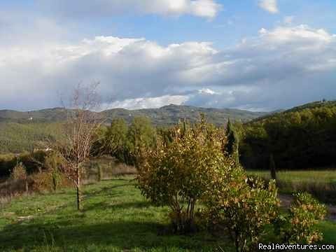 view from the patio, spring