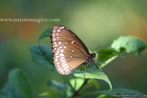 BUTERFLY | Bed And Break In House Boat | Image #2/3 | 