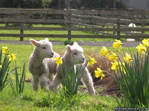 Lambs at the Auckland Coast to Coast ECO-tours farm | Auckland (nz) Sheep World Tour | Auckland, New Zealand | Sight-Seeing Tours | Image #1/9 | 