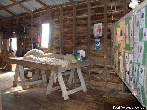 See a 'real' New Zealand sheep farm woolshed | Auckland (nz) Sheep World Tour | Image #2/9 | 