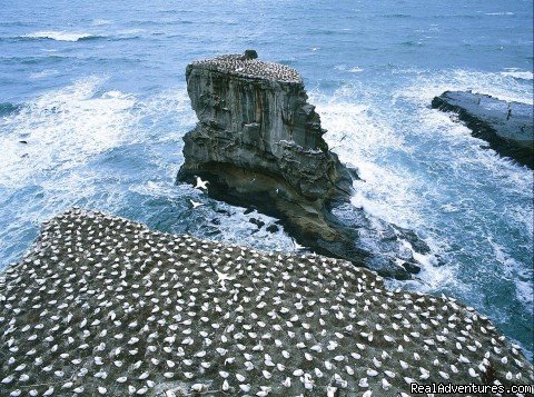 Gannet colony, Muriwai beach, Auckland | Auckland (nz) Sheep World Tour | Image #4/9 | 