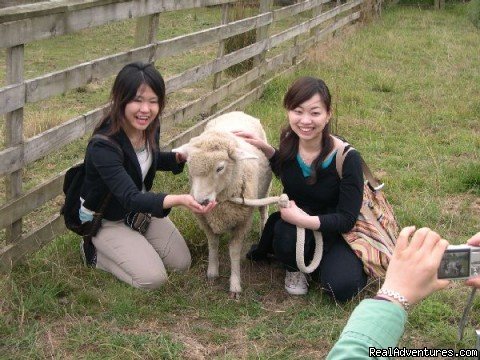 Touch animals | Auckland (nz) Sheep World Tour | Image #9/9 | 