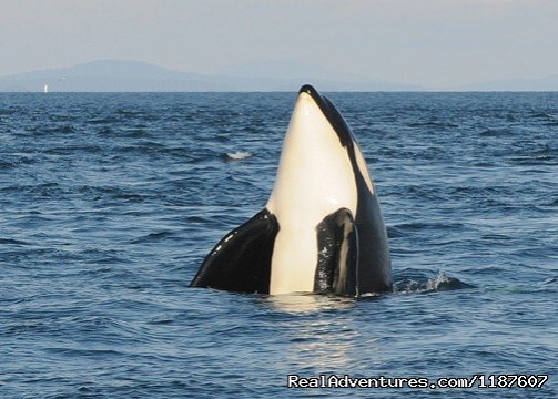 Peak a boo | Eagle Wing Whale Watching | Victoria, British Columbia  | Whale Watching | Image #1/10 | 