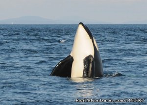 Eagle Wing Whale Watching | Victoria, British Columbia | Whale Watching