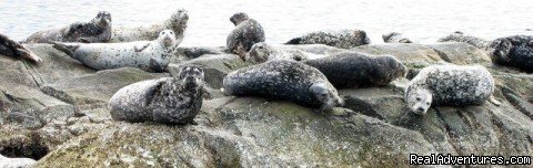 Bumps on a log | Eagle Wing Whale Watching | Image #4/10 | 