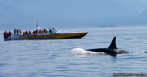 Wow | Eagle Wing Whale Watching | Image #6/10 | 