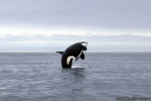 Graceful | Eagle Wing Whale Watching | Image #10/10 | 