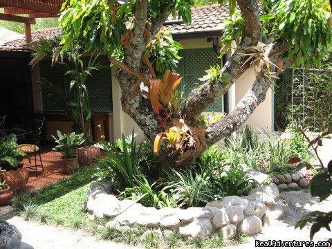 Mango tree | Tierra Magica B&B | San Jose, Costa Rica | Bed & Breakfasts | Image #1/16 | 