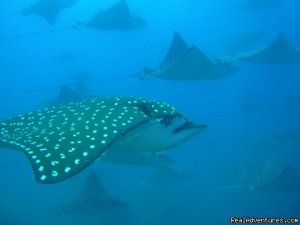 Deep Blue Diving, Costa Rica, Playas Del Coco