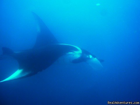 Manta at the Catalina Islands | Deep Blue Diving, Costa Rica, Playas Del Coco | Image #6/7 | 