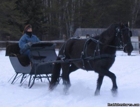 One Horse Open Sleigh with Beautiful Bella | Horse Drawn Sleigh Rides & Carriages Rides  | Big Falls, Minnesota  | Horseback Riding & Dude Ranches | Image #1/14 | 