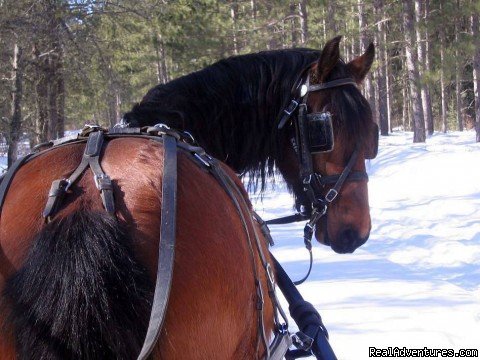 Kasanova Hard at Work | Horse Drawn Sleigh Rides & Carriages Rides  | Image #4/14 | 