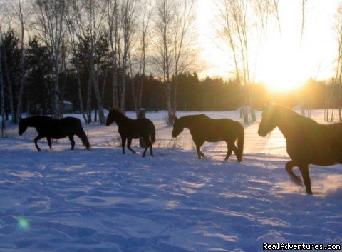 Horsing Around | Horse Drawn Sleigh Rides & Carriages Rides  | Image #10/14 | 