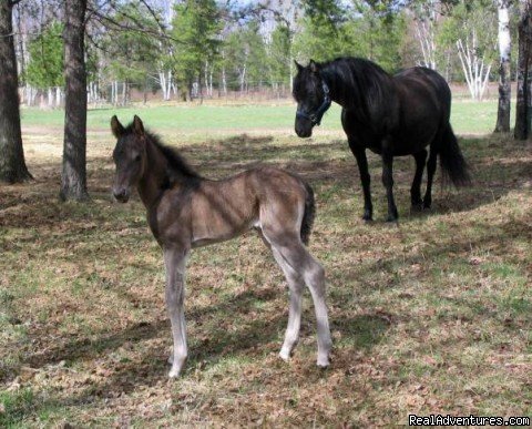 Horse Drawn Sleigh Rides & Carriages Rides  | Image #12/14 | 