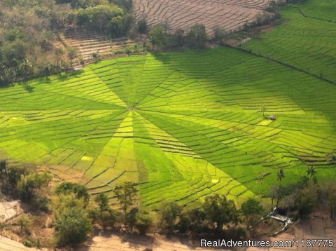 Spider rice field, Flores