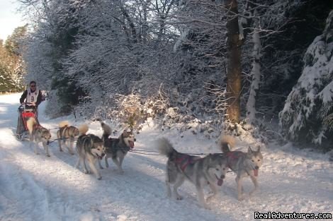 Gasthof zur Linde - Annual Sled Dog Race | Gasthof zur Linde ...your cosy Guesthouse in Dobel | Image #6/8 | 