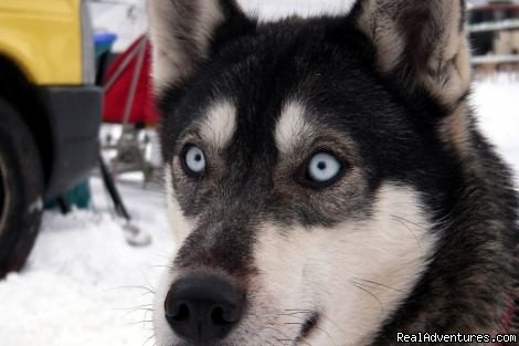 Gasthof zur Linde - Annual Sled Dog Race | Gasthof zur Linde ...your cosy Guesthouse in Dobel | Image #7/8 | 