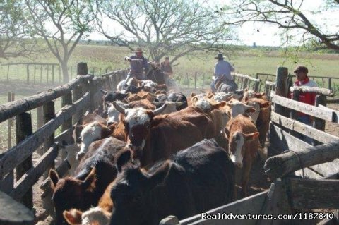 Working in the ranch