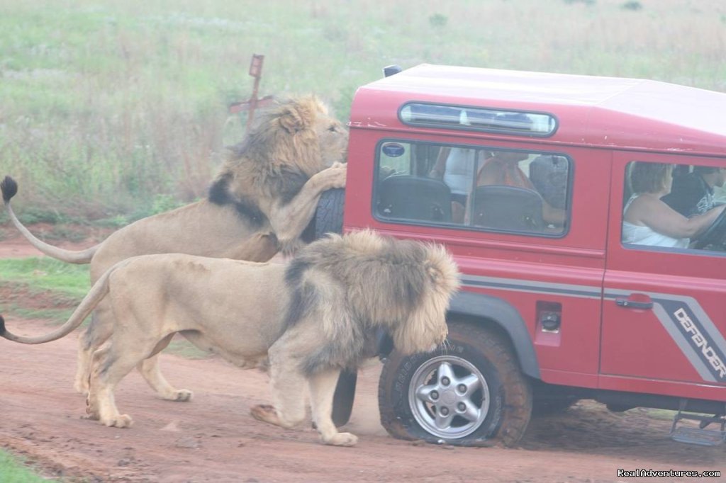 Kruger Park & Cape Town Combo | Image #2/10 | 