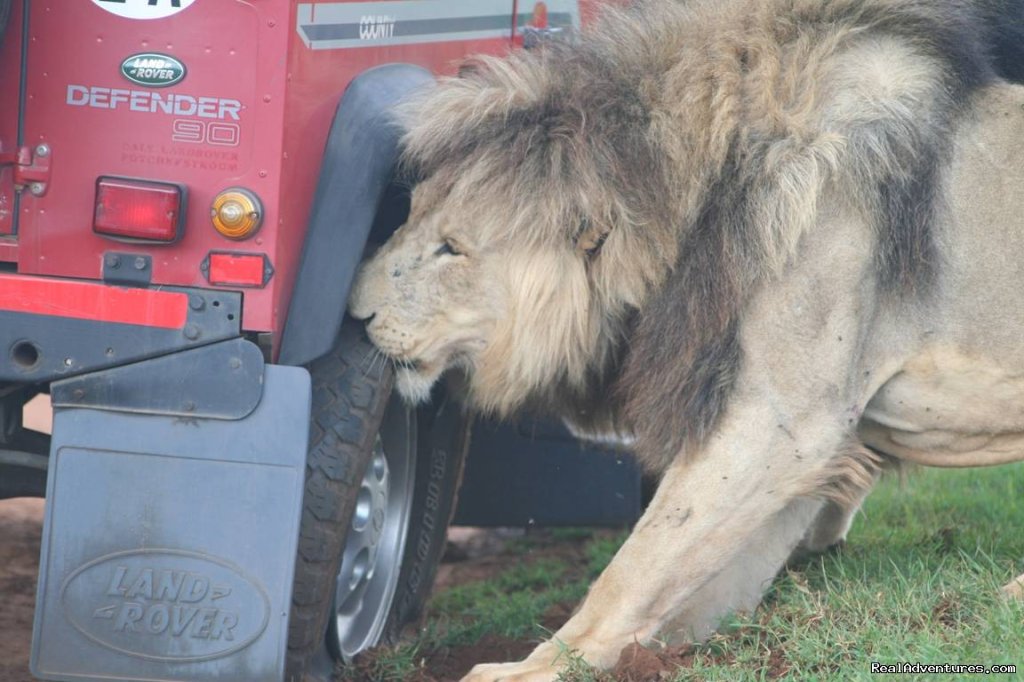 Kruger Park & Cape Town Combo | Image #3/10 | 