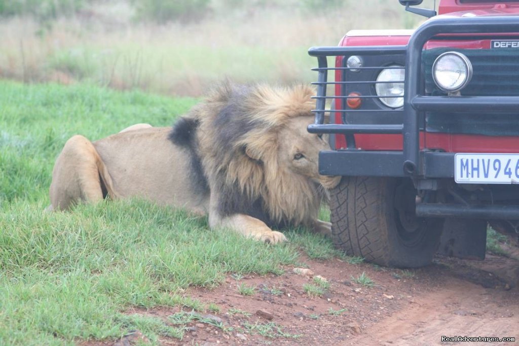 Kruger Park & Cape Town Combo | Image #4/10 | 