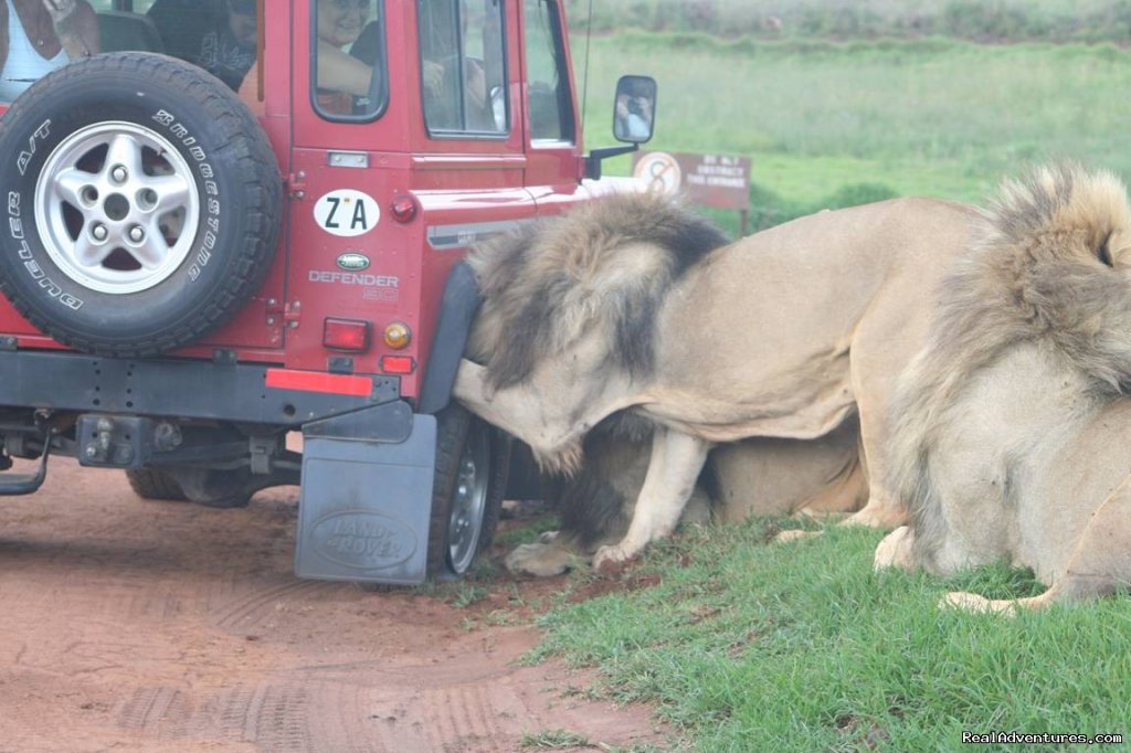 Kruger Park & Cape Town Combo | Image #5/10 | 