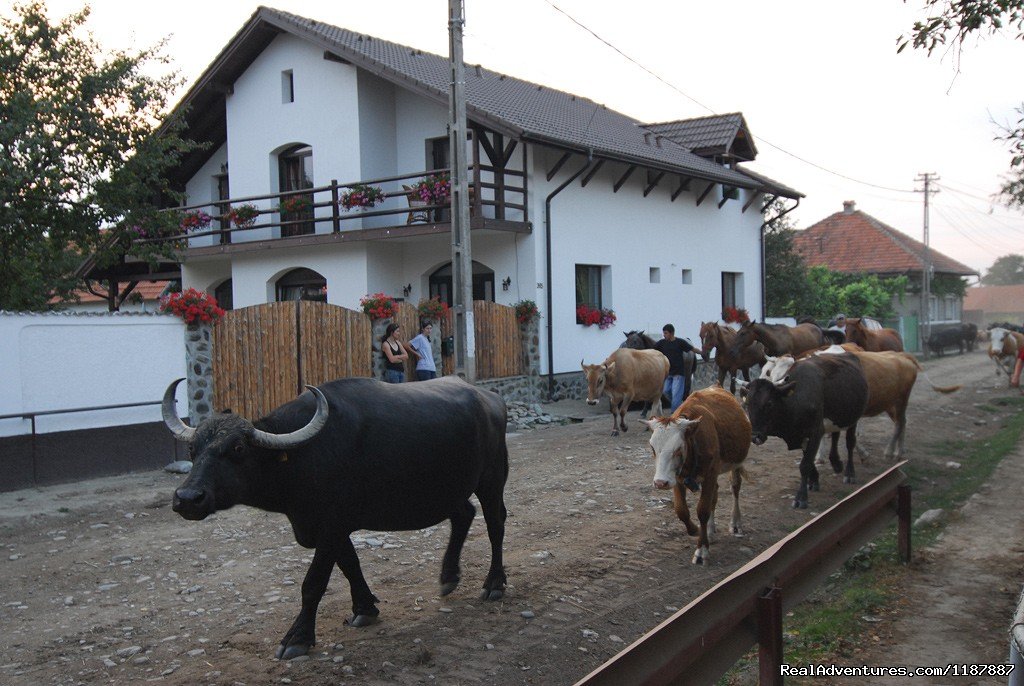 Casa Mosului-Fagaras Mountains, Transylvania | Image #10/24 | 