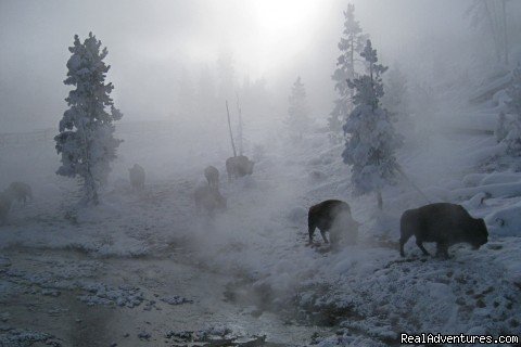 Bison in the mist | Yurtilicious | Image #5/9 | 