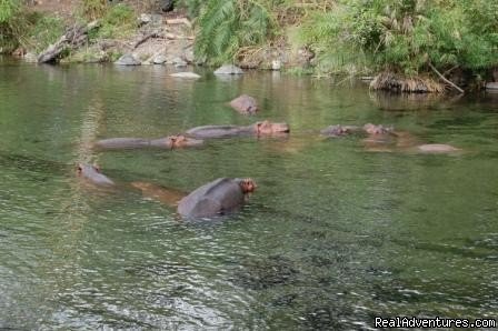 Hippos at the Mzima springs | Kenya safari tour operator for Nairobi and Mombasa | Image #10/24 | 