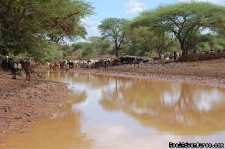 Masai cow herds. | Kenya safari tour operator for Nairobi and Mombasa | Image #16/24 | 