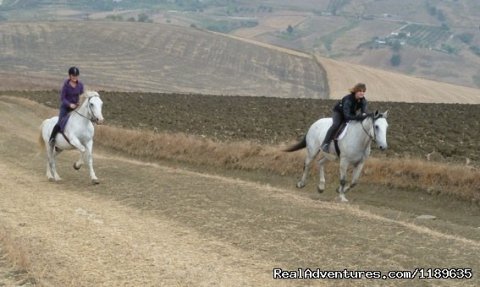 Enjoying a full out gallop