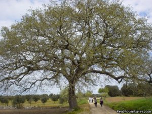 PATH, gourmet bike tours in Apulia (Puglia) | Apulia, Italy | Bike Tours