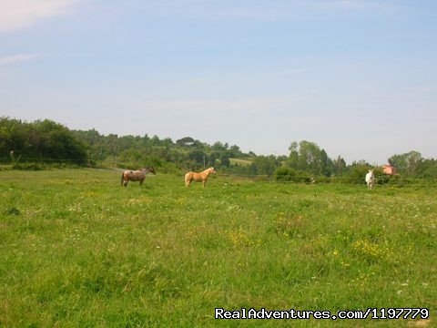 Holiday Apartment Tuscany Coast Near Pisa | Image #10/25 | 