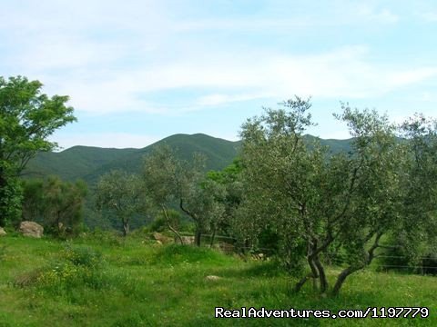 Holiday Apartment Tuscany Coast Near Pisa | Image #17/25 | 