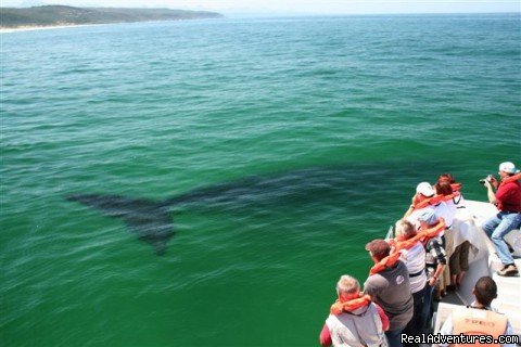 Close up with Southern Right Whale | Whale, Dolphin and Seal watching tours | Western, South Africa | Whale Watching | Image #1/5 | 