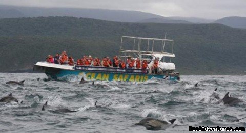 Our boat surrounded by Common Dolphins | Whale, Dolphin and Seal watching tours | Image #2/5 | 