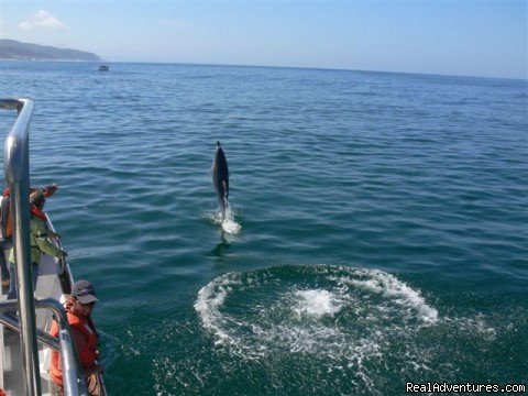 Bottlenose dolphin put on a show. | Whale, Dolphin and Seal watching tours | Image #4/5 | 