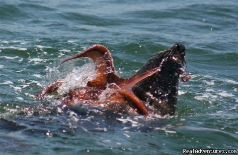 A hungry Cape Fur seal | Whale, Dolphin and Seal watching tours | Image #5/5 | 