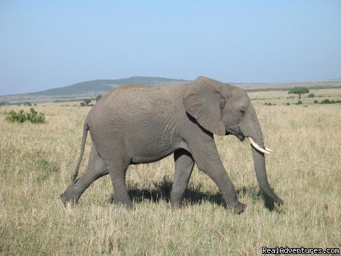 Adventurers At The Migration Crossing | Wildlife Safaris & Beach Holidays In East Africa | Nairobi, Kenya | Wildlife & Safari Tours | Image #1/4 | 