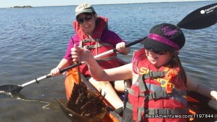 Checking Out Horse Shoe Crab