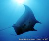 Scuba Diving In Costa Rica With Bill Beard | Playa Hermosa, Costa Rica