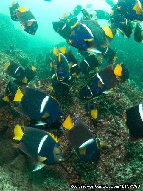 Kin Angle Fish Feeeding In Costa Rica | Scuba Diving In Costa Rica With Bill Beard | Image #2/23 | 