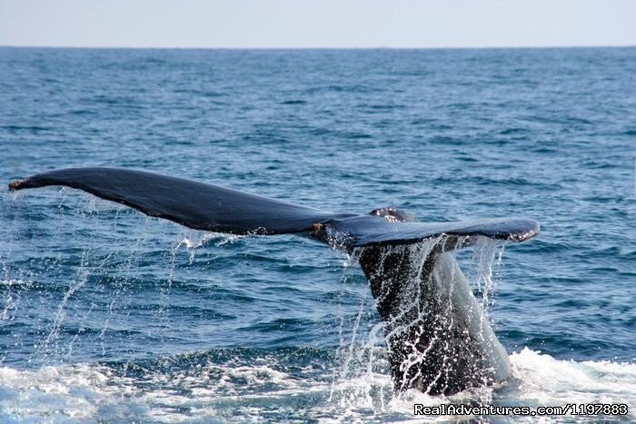 Humpback Whale Tail Photo in Costa Rica | Scuba Diving In Costa Rica With Bill Beard | Image #19/23 | 